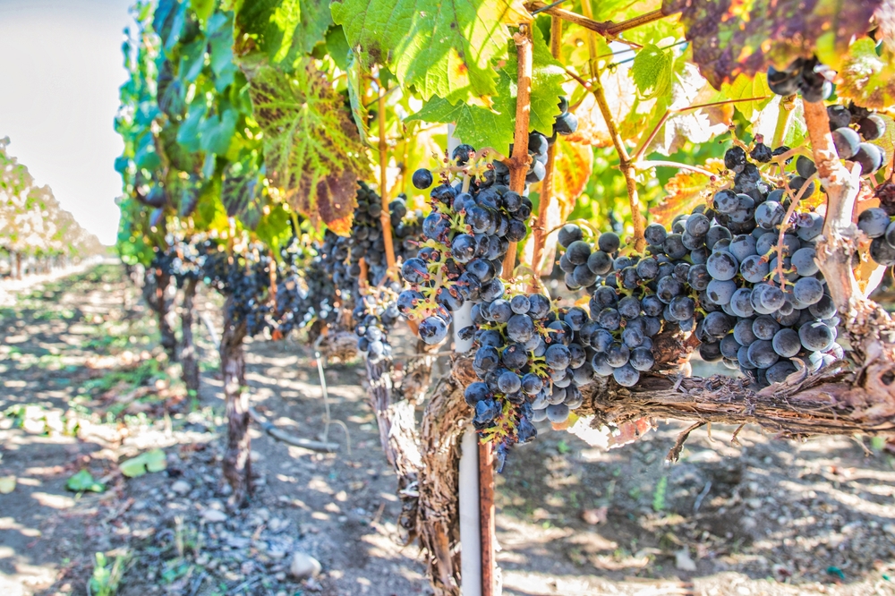 Ukiah Valley Market Wines